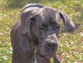 The close up of face of Great dane.