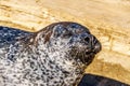 Close up of the Face of a Harbor Seal Royalty Free Stock Photo