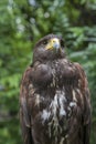Close up face of hawk bird Royalty Free Stock Photo
