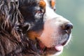 Close up face and head of a Bernese Mountain Dog Royalty Free Stock Photo