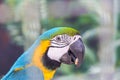 Close up face head of blue and yellow macaw or blue and gold macaw bird