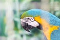 Close up face head of blue and yellow macaw or blue and gold macaw bird Royalty Free Stock Photo