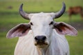 Close up face horn male cow in rural livestock farm field
