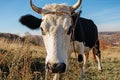 Close-up face of horned black and white cow outdoor. Cow staring and at the camera Royalty Free Stock Photo