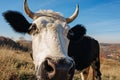 Close-up face of horned black and white cow outdoor. Cow staring and at the camera and sniffing it Royalty Free Stock Photo