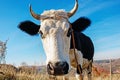 Close-up face of horned black and white cow outdoor. Cow staring and at the camera and sniffing it Royalty Free Stock Photo