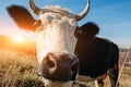 Close-up face of horned black and white cow outdoor. Cow staring and at the camera and sniffing it Royalty Free Stock Photo