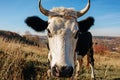 Close-up face of horned black and white cow outdoor. Cow staring and at the camera Royalty Free Stock Photo