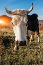 Close-up face of horned black and white cow outdoor. Cow staring and at the camera Royalty Free Stock Photo