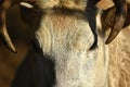 A close up of the face and horns of a dwarf zebu