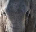 Close up of the face of an Indian Elephant Royalty Free Stock Photo