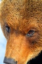 Close up of the face of a large brown bear