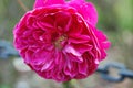 Close up of large pink flowers with many petals Royalty Free Stock Photo