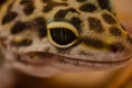 Close-up of the face of a leopard gecko eublephar pet with a soft blurred background