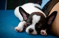 Close up face of little dog, Chihuahua, lay down with his owner,look cutes and lovely