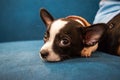 Close up face of little dog, Chihuahua, lay down with his owner,look cutes and lovely