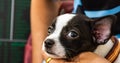 Close up face of little dog, Chihuahua, lay down with his owner,look cutes and lovely