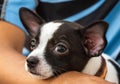 Close up little dog ,Chihuahua portrait, lay down beside his owner,look cutes and lovely.