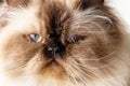 Close up face of long haired blue eyed seal point himalayan cat Royalty Free Stock Photo