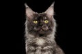 Close-up Face Maine Coon Cat Looks Curious Isolated Black, Front