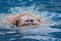 Close up face of male walrus swiming in deep sea water