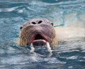 Close up face of male walrus swimming in deep sea water