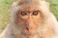 close up, face of monkey looking have brown hairs.