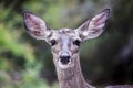 Close Up Face Mule Deer Doe with Big Ears and Biting Ticks