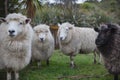 Close up face of new zealand merino sheep in farm Royalty Free Stock Photo