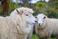 Close up face of new zealand merino sheep in rural livestock far Royalty Free Stock Photo