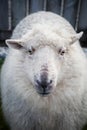 Close up face of new zealand merino sheep in rural livestock far