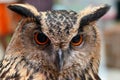 Close up Face of owl Royalty Free Stock Photo