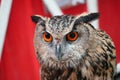 Close up Face of owl, nocturnal animals