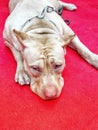 Pit Bull sleeping on red floor