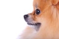 Close up face pomeranian dog Royalty Free Stock Photo