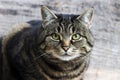 Close-up of the face of a pretty brown-black cat Royalty Free Stock Photo