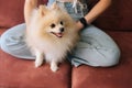 Close-up face of pretty white pretty spitz pet dog, unrecognizable young woman stroking loving puppy sitting on