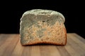 A close up face profile of a loaf of moldy multigrain oat bread that went bad with a grayish blue mold growing across the top half