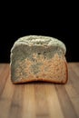 A close up face profile of a loaf of moldy multigrain oat bread that went bad with a grayish blue mold growing across the top half