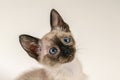 Close up face of purebred Thai Siamese cat with blue eyes sitting on white background. Cute eight weeks young Siamese kitten. Royalty Free Stock Photo