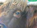 Close up of face of a Scottish Highland cow Royalty Free Stock Photo