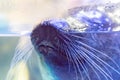 Close up face of seal Royalty Free Stock Photo