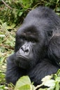 Grumpy silverback gorilla Royalty Free Stock Photo