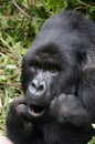 Silverback gorilla with mouth open Royalty Free Stock Photo