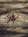 A close-up of a Wolf Spider Royalty Free Stock Photo