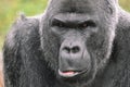 Silverback Gorilla portrait Royalty Free Stock Photo