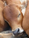 Close up of face of sleeping light brown calf nestled between two more