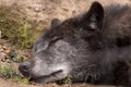 Close up face of sleeping Wolf (Canis lupus) on the ground. Royalty Free Stock Photo