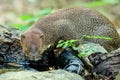 Small asian mongoose eating water in the pond