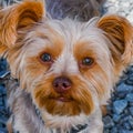 Reflecting in the Eyes of the Puppy Royalty Free Stock Photo